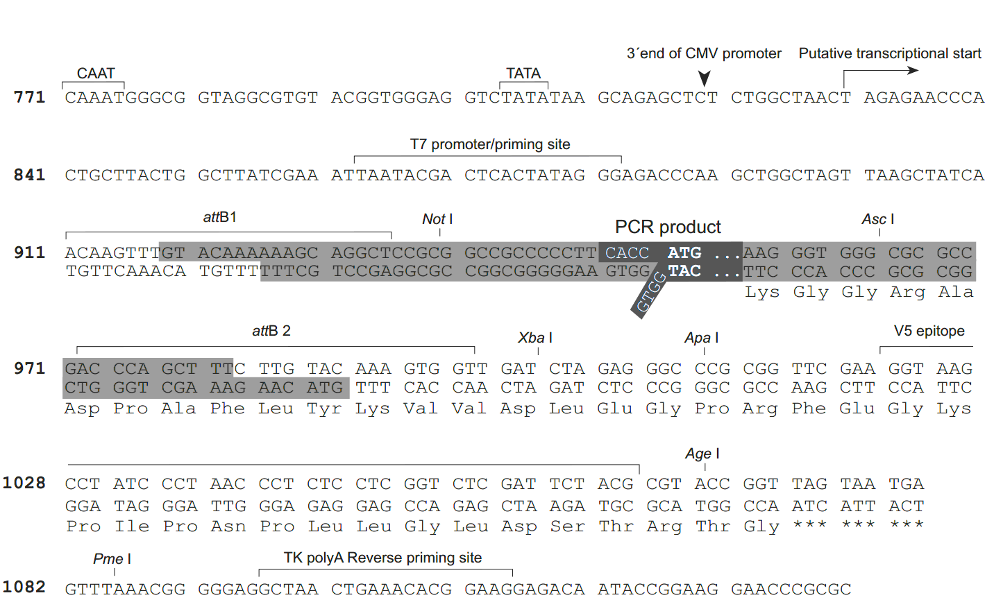 pcDNA6.2-GW-D-TOPO 克隆位点 点击看大图 pcDNA6.2-GW-D-TOPO 克隆位点